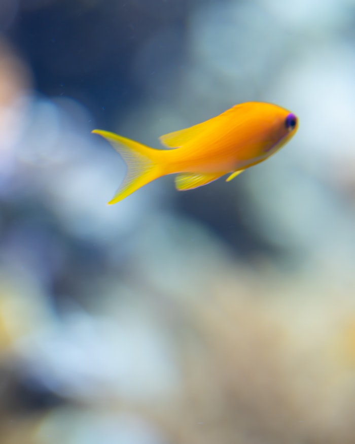 What is Fairtrade gold? What is Fairtrade gold?